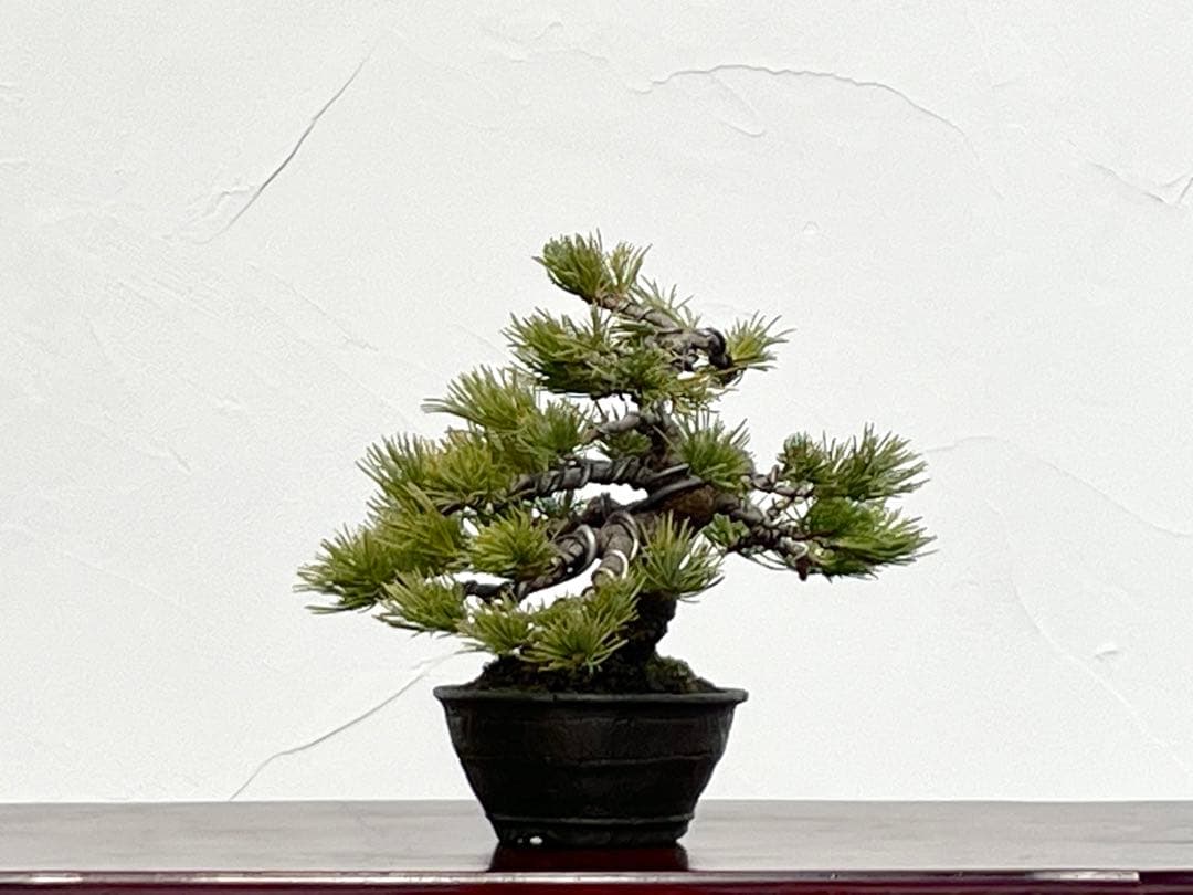 三河盆栽　石鎚五葉松　盆栽　イシヅチゴヨウマツ　十王堂　松泉　鉢　小品盆栽