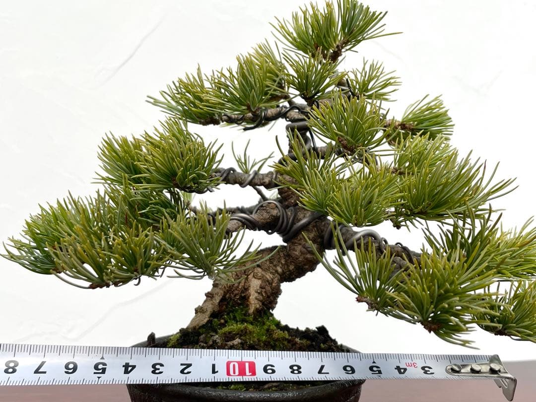 三河盆栽　石鎚五葉松　盆栽　イシヅチゴヨウマツ　十王堂　松泉　鉢　小品盆栽