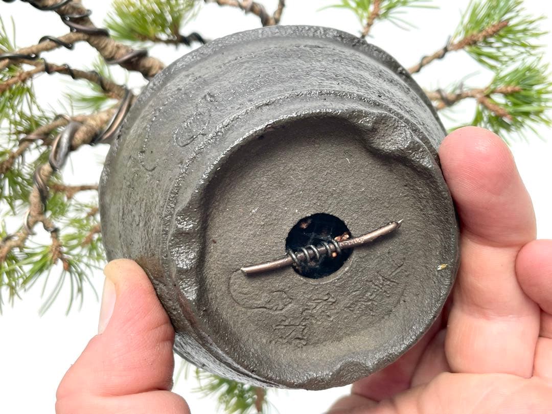 三河盆栽　石鎚五葉松　盆栽　イシヅチゴヨウマツ　十王堂　松泉　鉢　小品盆栽