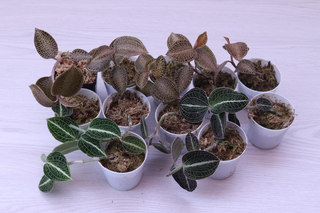 【まとめ売り 11株】アネクトキルス ロクスバーギー３種