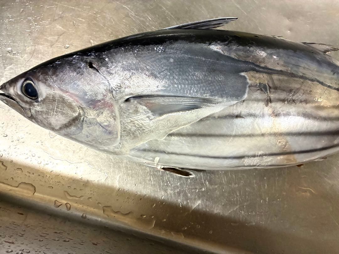 港直送 天然新鮮鰹 約85cm 7〜8キロ