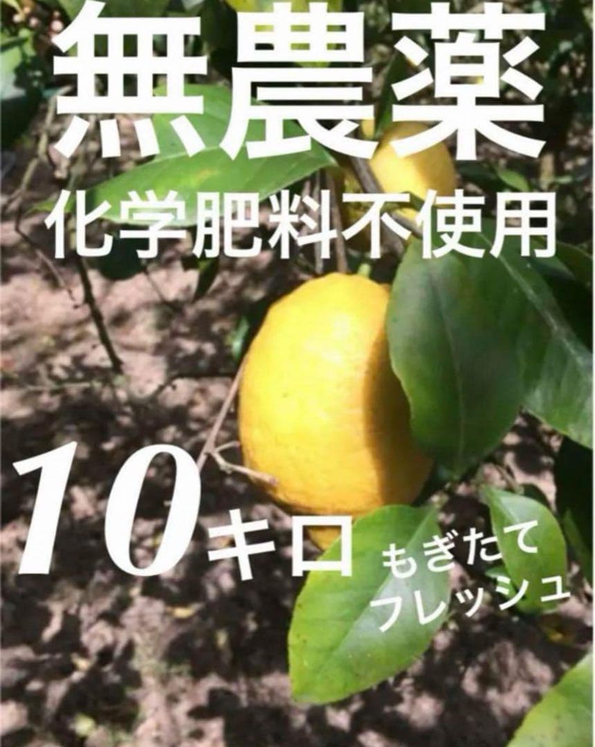 広島県産レモン10キロ箱込（農薬・化学肥料不使用）