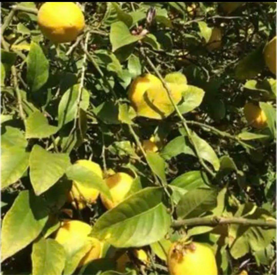 広島県産レモン10キロ箱込（農薬・化学肥料不使用）