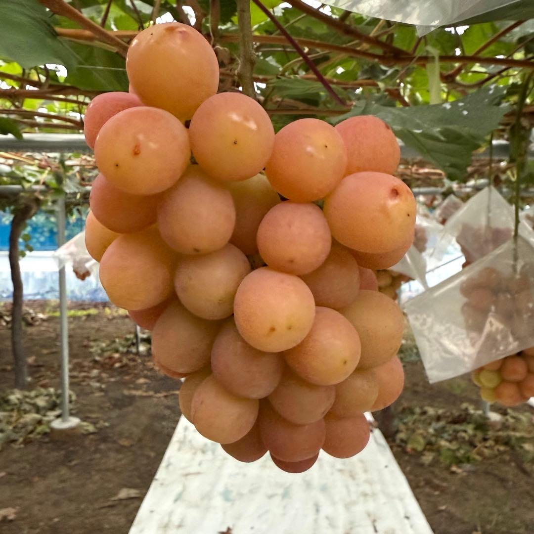 【山梨県限定品種】訳ありサンシャインレッド8房〜10房入5kg以上 【産地直送】