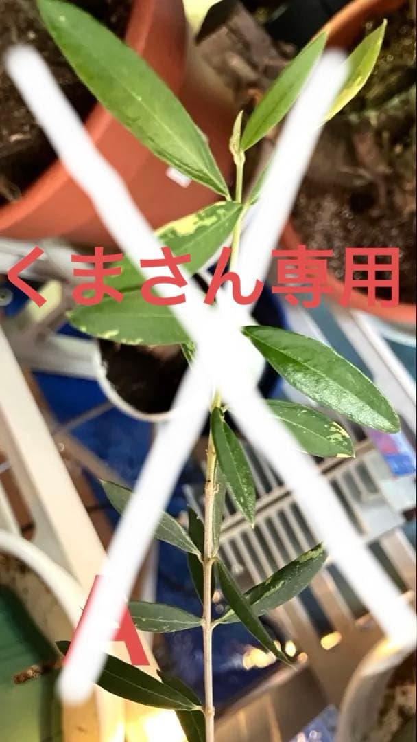 オリーブ斑入り剪定枝　Ｂ.C各1本　長さ 7センチ