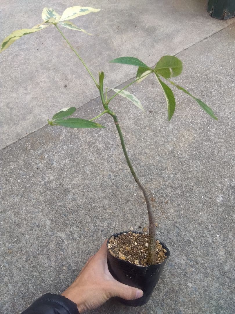 ちぃ　パキラ斑入り実生4号ポットつき