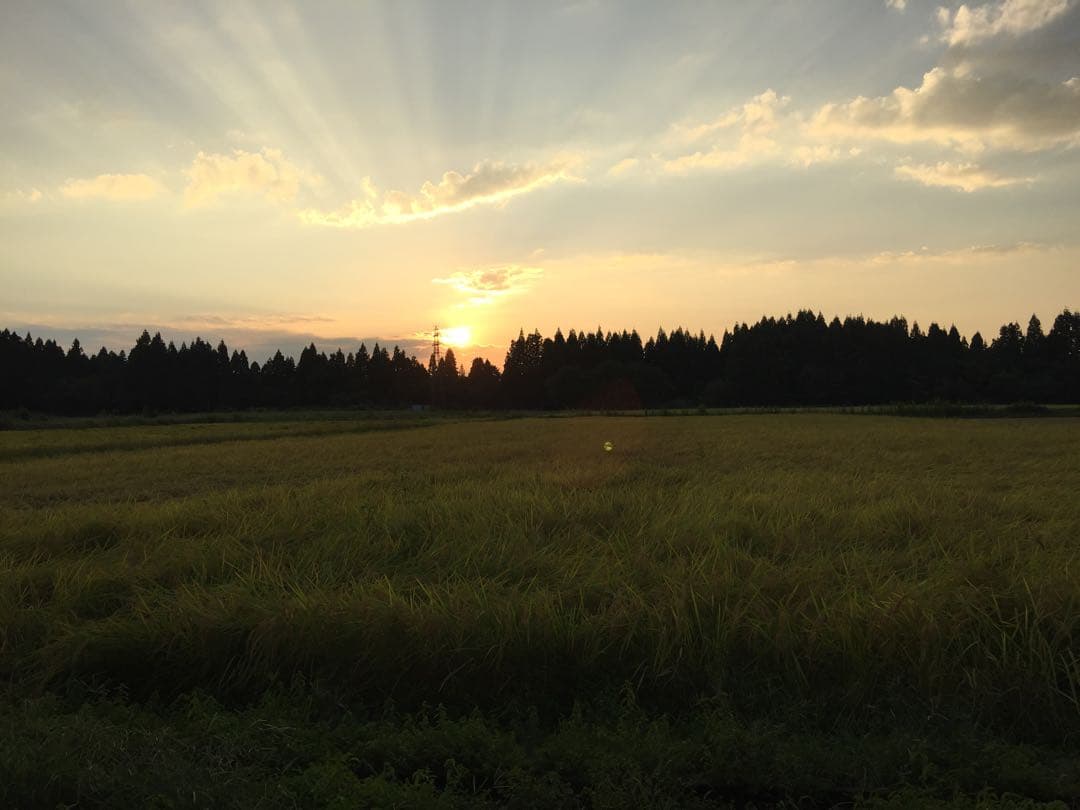 令和7年産新米＊農家力作⭐︎新潟とちおのコシヒカリ玄米風袋込25kg特別栽培米