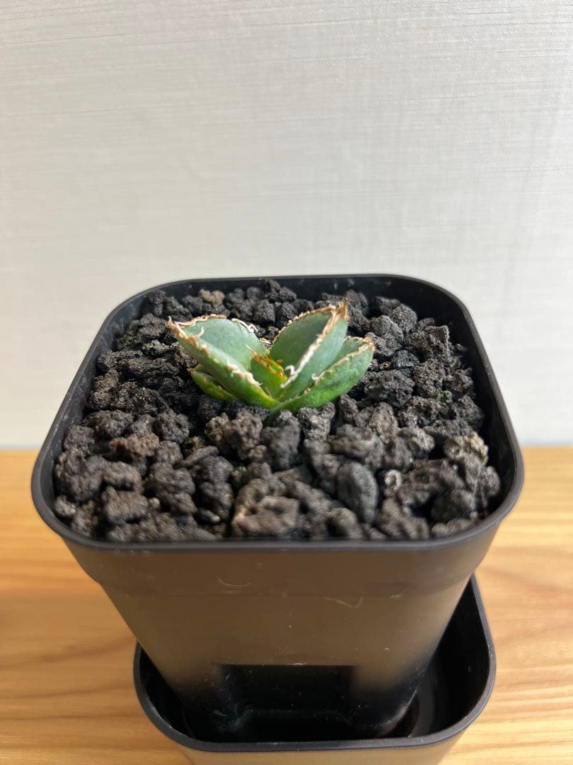 麻花龍子株発根済②アガベチタノタ Berlin産