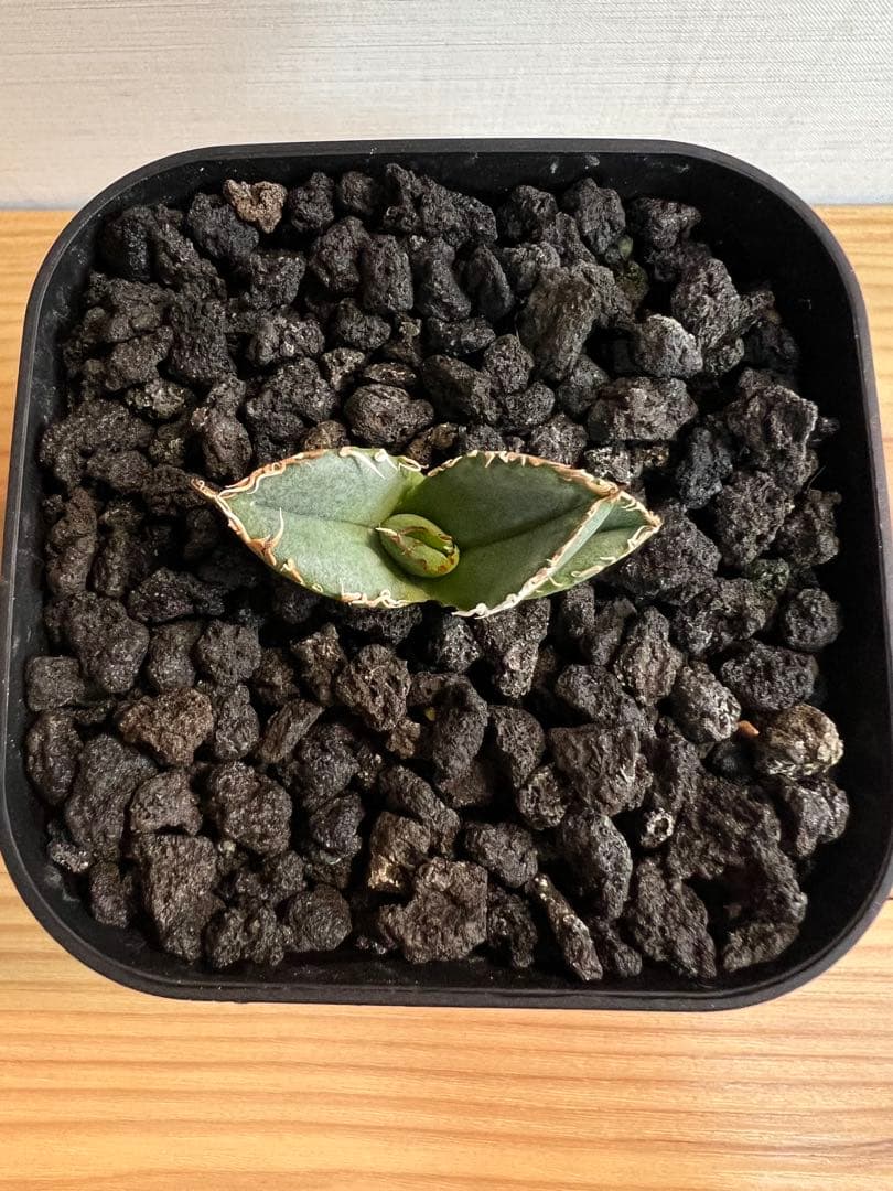 麻花龍子株発根済②アガベチタノタ Berlin産
