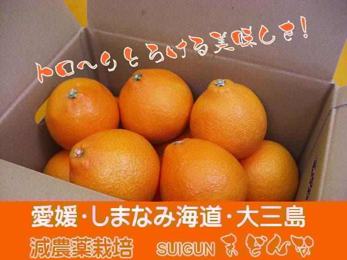 【みゆみゆ】SUIGUNマドンナＬ玉5Kg×2箱　【２箱縛りでの発送】