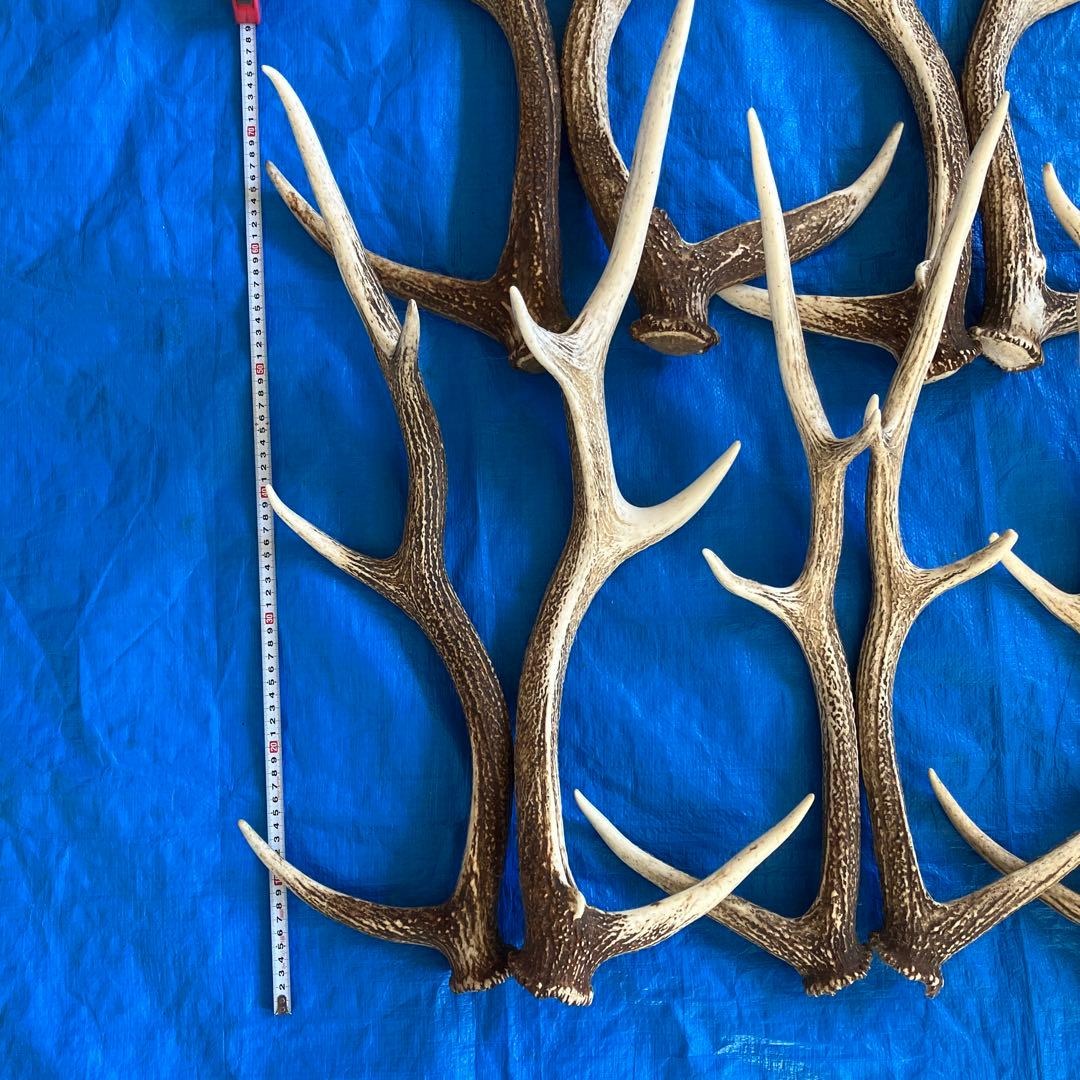 蝦夷鹿　道東地区　落ち角