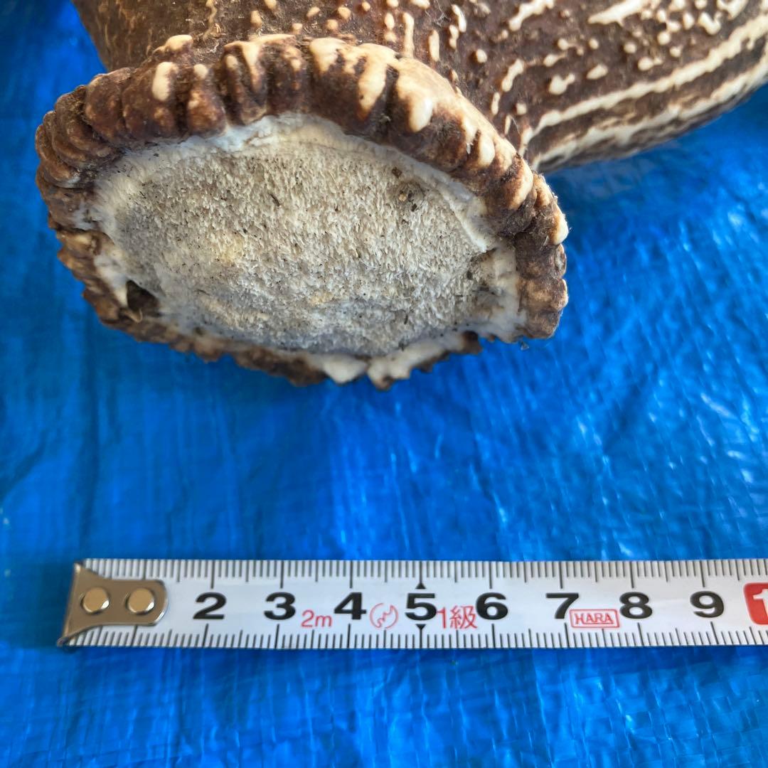 蝦夷鹿　道東地区　落ち角