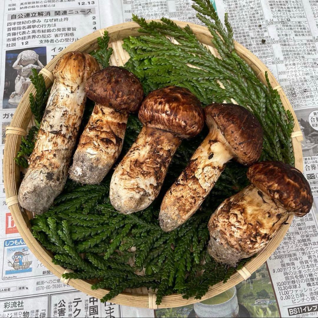 天然きのこ 松茸 国産 良品‼️ マツタケ まつたけ 大自然の凛さん採取その111