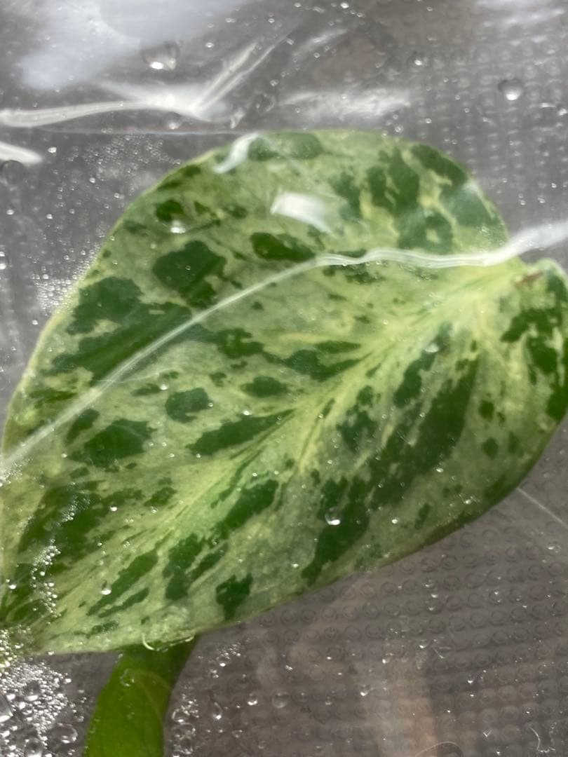 V*a様 【セール‼️】モンステラ　デリシオーサ　バルバソー　フシギダネ/ベトシ