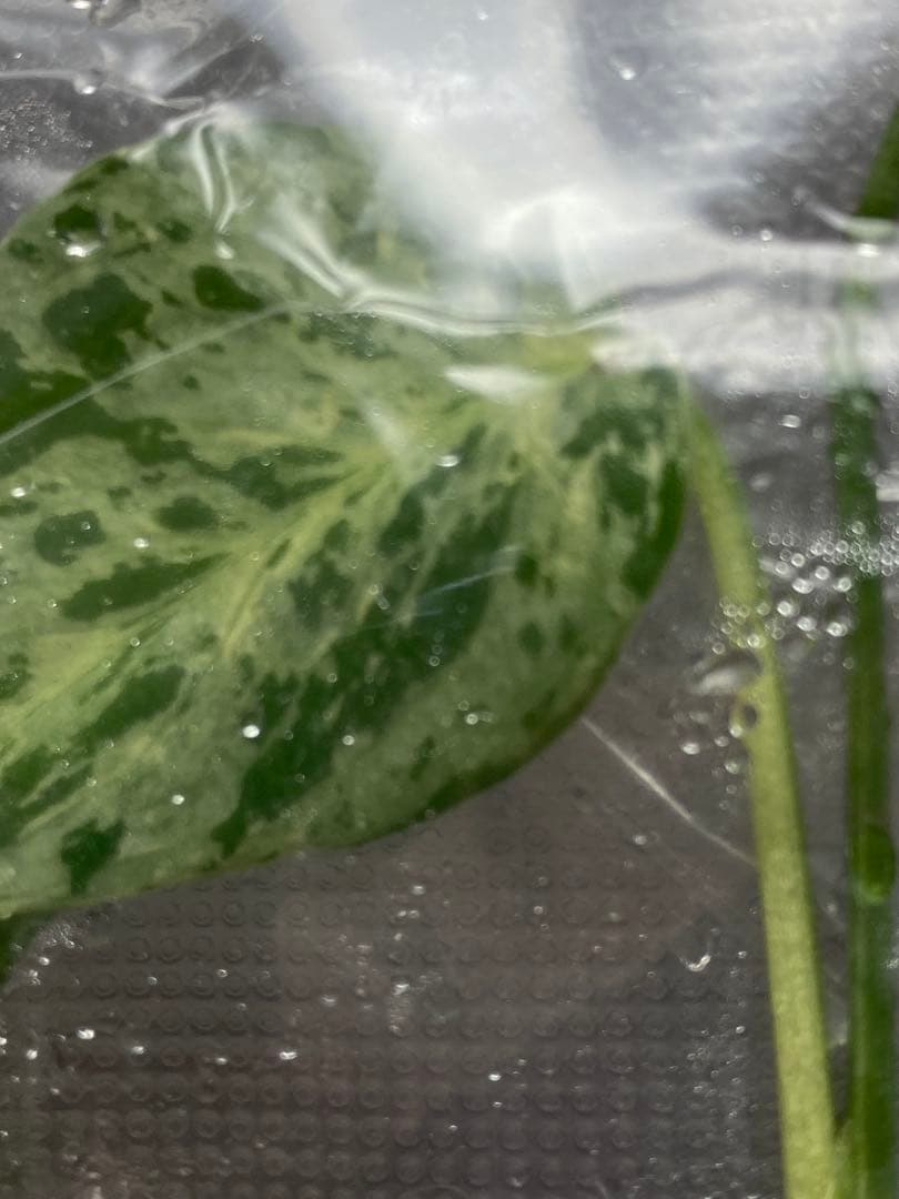 V*a様 【セール‼️】モンステラ　デリシオーサ　バルバソー　フシギダネ/ベトシ