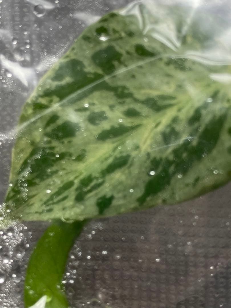 V*a様 【セール‼️】モンステラ　デリシオーサ　バルバソー　フシギダネ/ベトシ