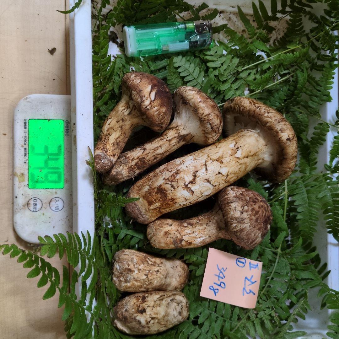 和歌山松茸 新鮮朝市　込み込み　349㌘
