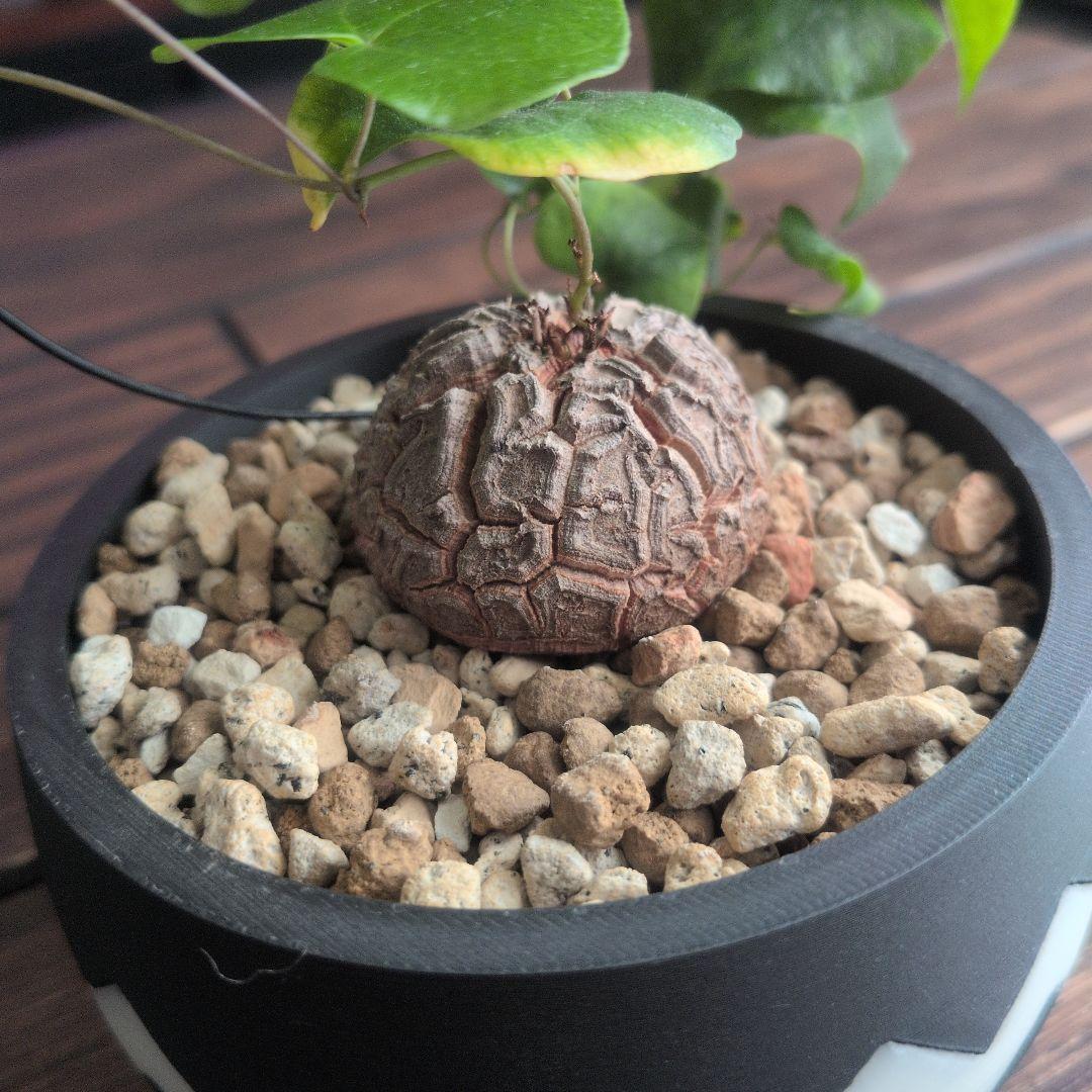 【良型】アフリカ亀甲竜 塊根植物 コーデックス ディオスコレアエレファンティペス