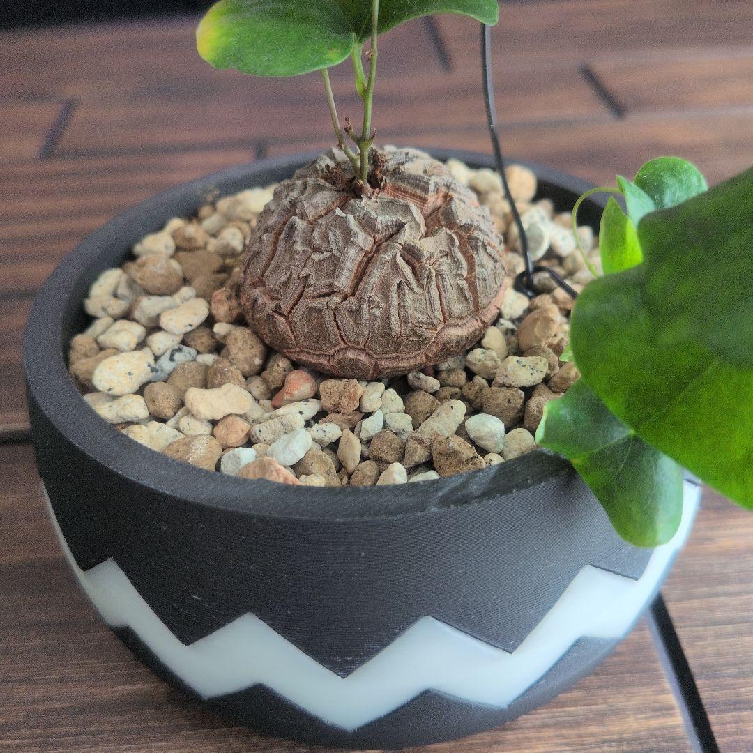 【良型】アフリカ亀甲竜 塊根植物 コーデックス ディオスコレアエレファンティペス