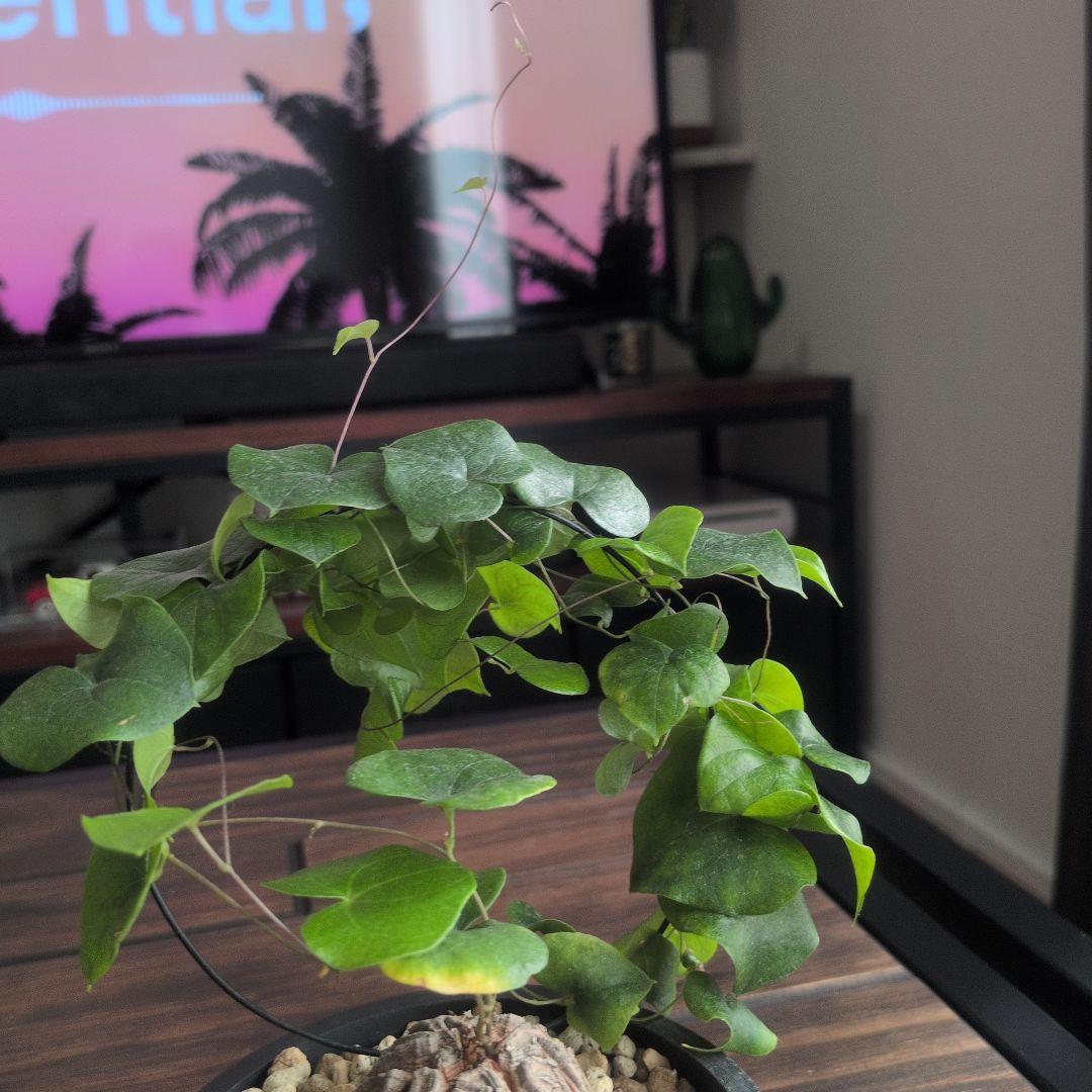 【良型】アフリカ亀甲竜 塊根植物 コーデックス ディオスコレアエレファンティペス