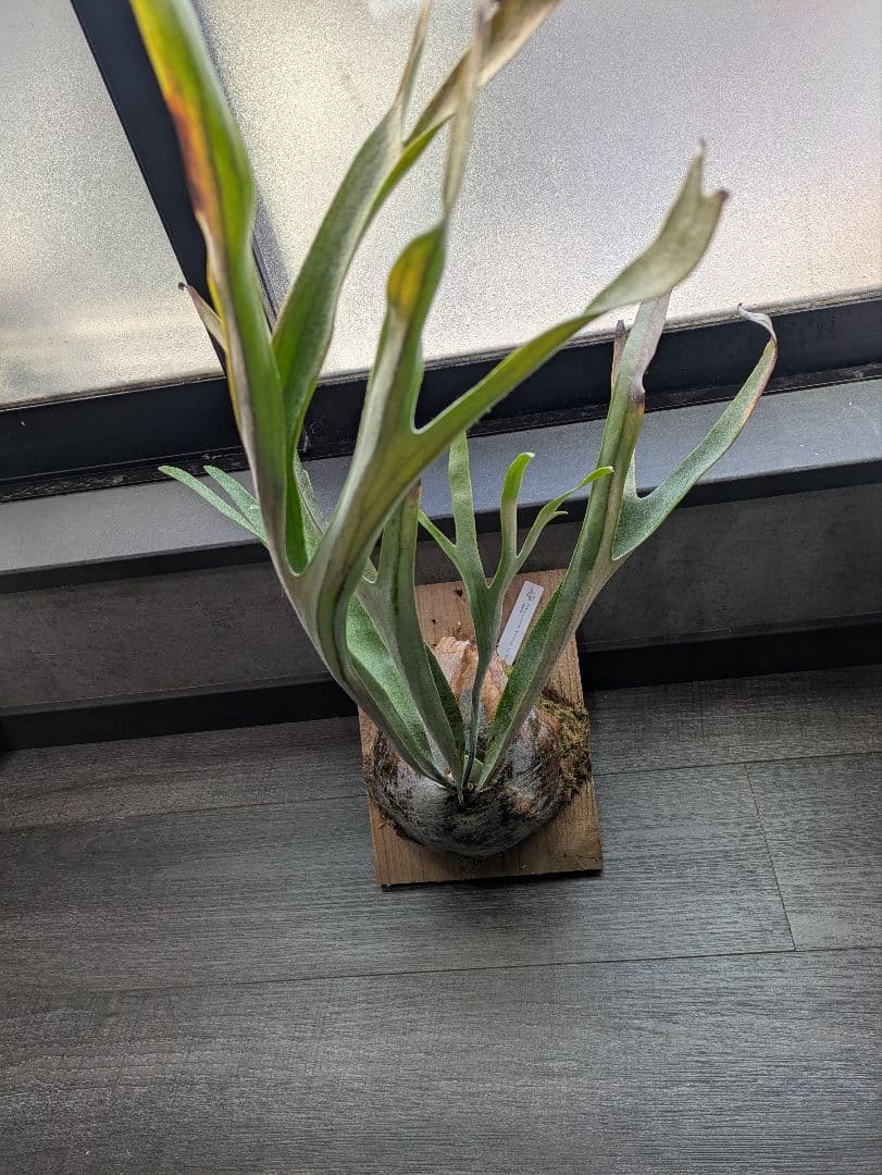 ビカクシダ P.veitchii ILF ビーチー Platycerium