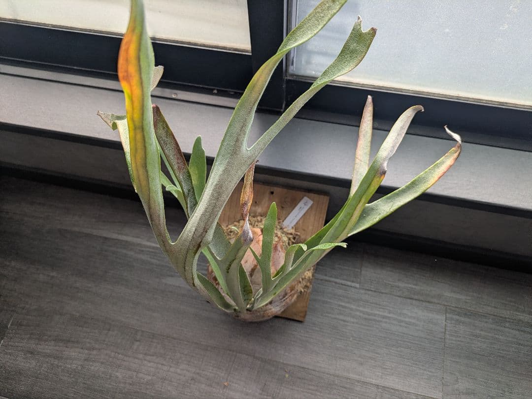 ビカクシダ P.veitchii ILF ビーチー Platycerium