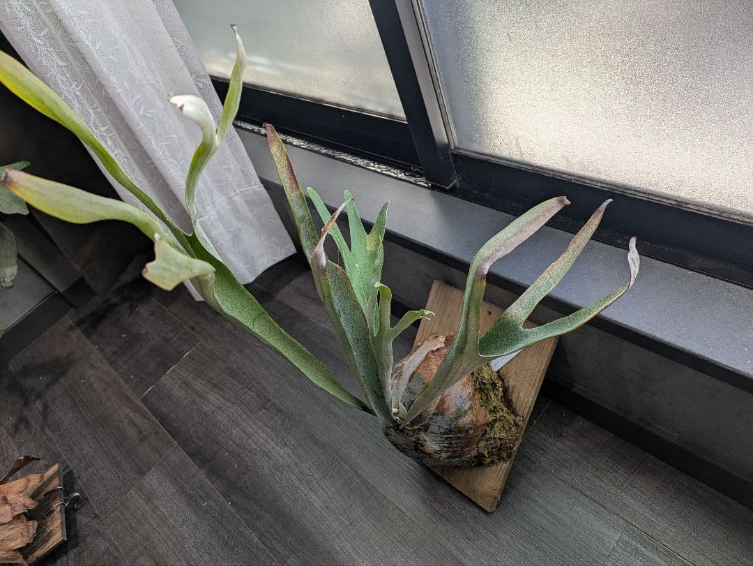 ビカクシダ P.veitchii ILF ビーチー Platycerium