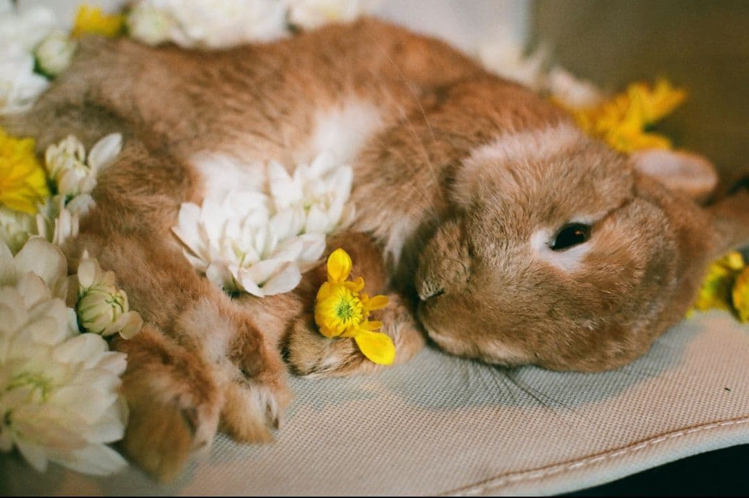 Nikon F100 フィルム一眼レフカメラ 防湿庫保管 現像し動作確認済