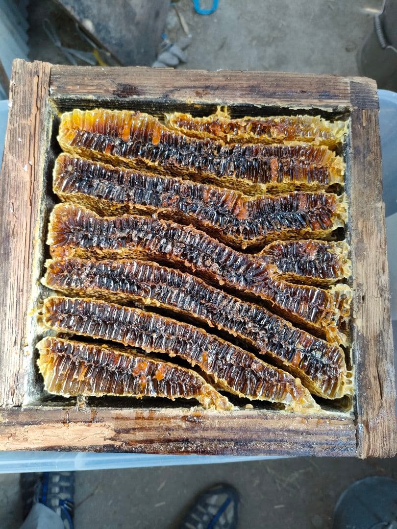 実容量600g×2瓶　日本ミツバチの蜂蜜