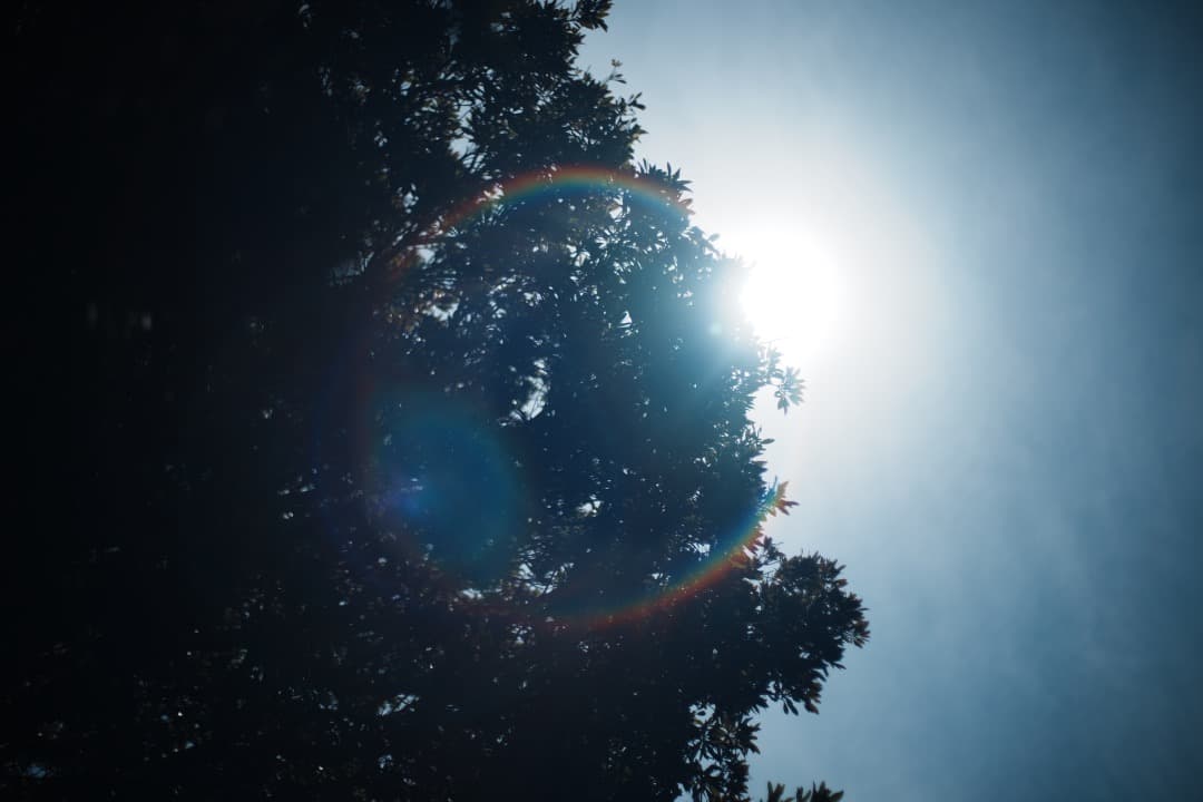 整&テ済 Carl Zeiss Planar 50mm F1.4 MMJ 817