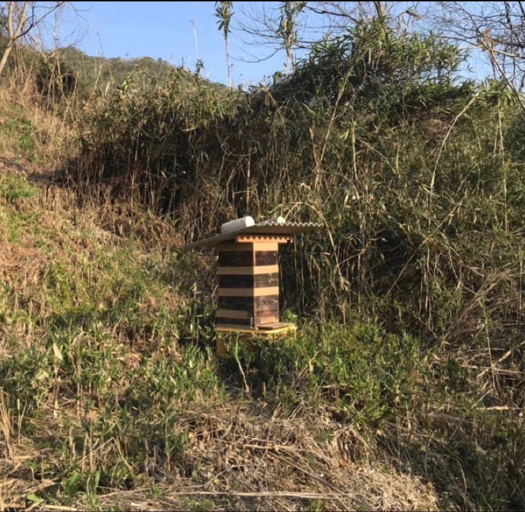 りなんてぃー 日本ミツバチ とろとろはちみつ+コムハニー 無添加抗生物質無