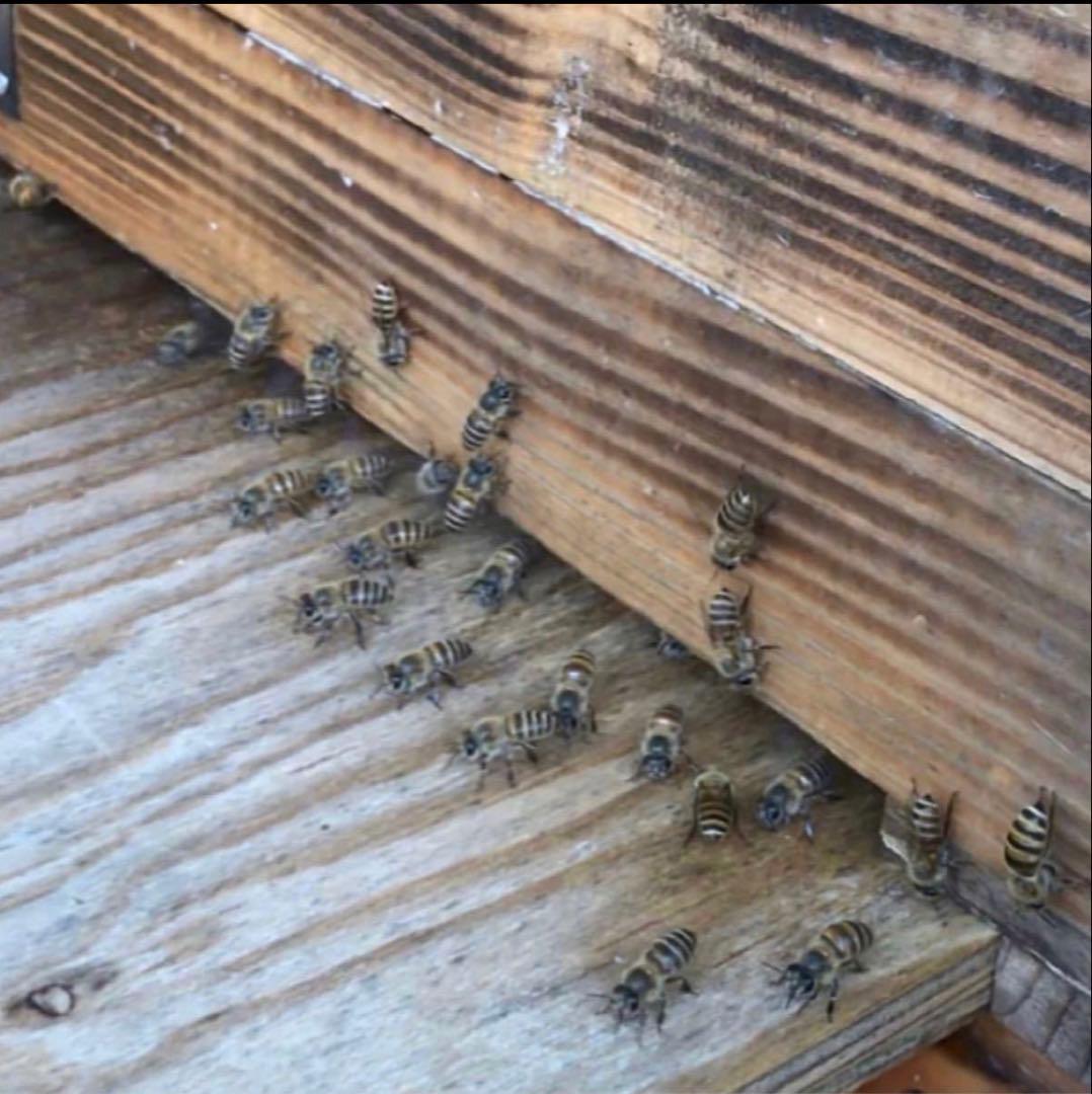 りなんてぃー 日本ミツバチ とろとろはちみつ+コムハニー 無添加抗生物質無