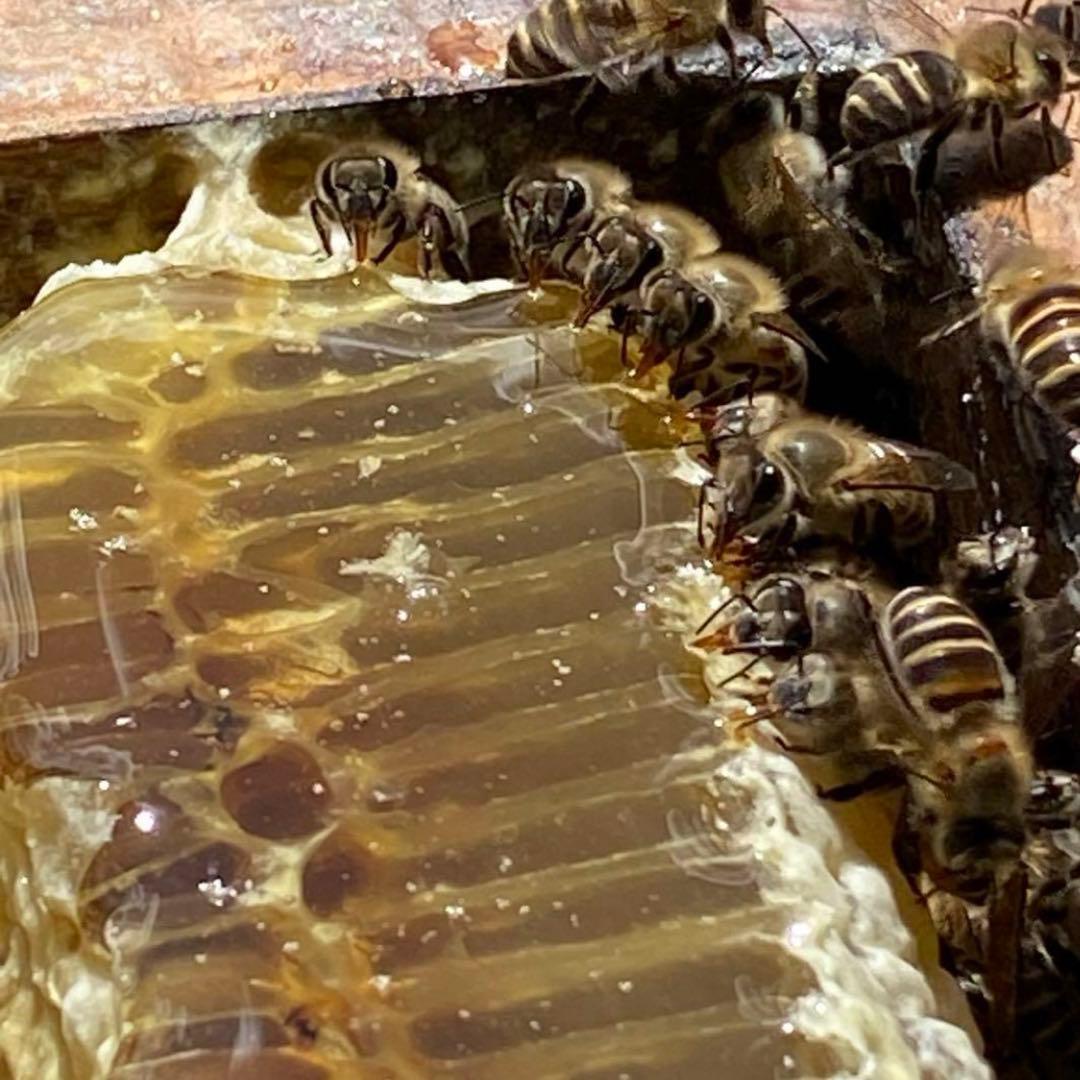 りなんてぃー 日本ミツバチ とろとろはちみつ+コムハニー 無添加抗生物質無