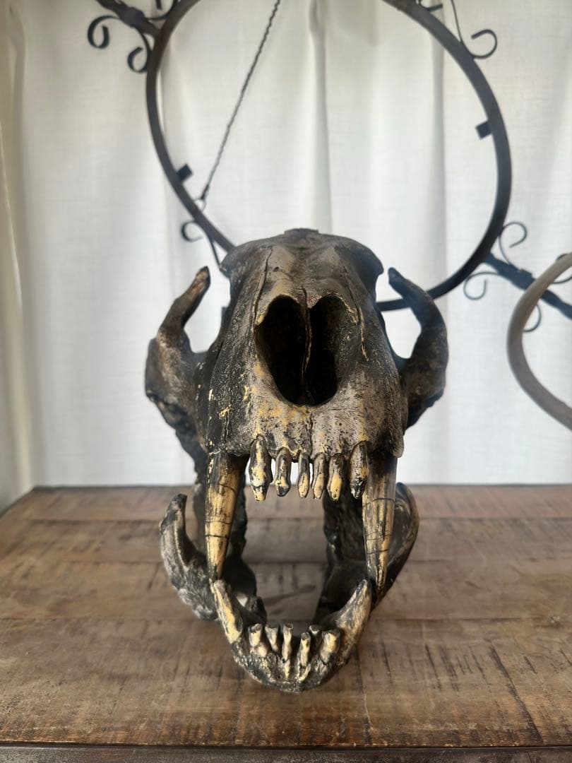 【Koutyann様】ジュラシックパーク 美術品 頭骨,恐竜~サーベルタイガー？
