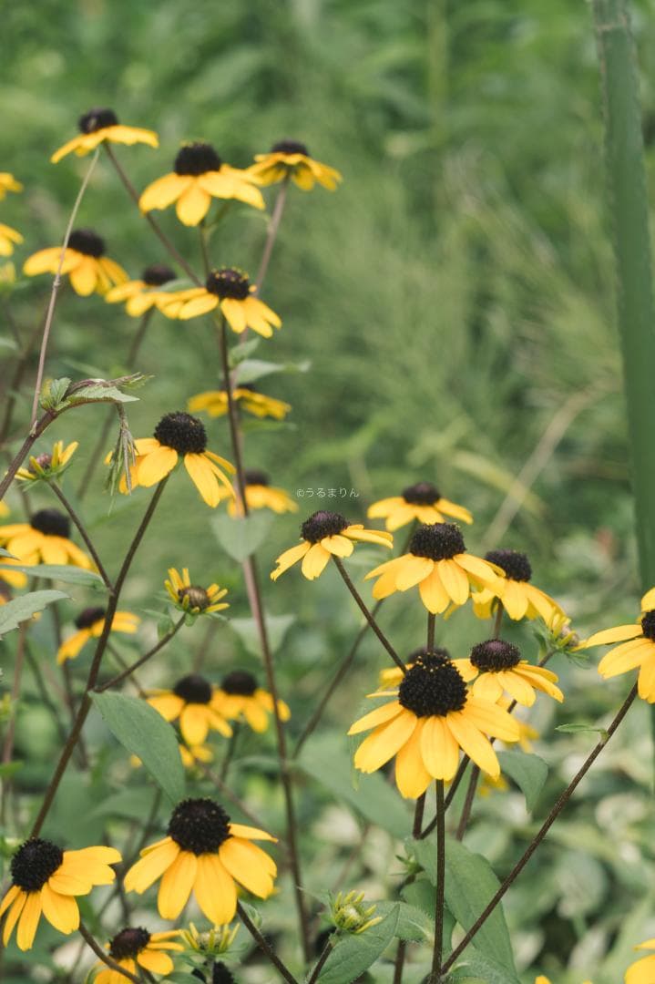 そこつや様貴重な黒モデル！Leica Elmar 90mm F4 Black