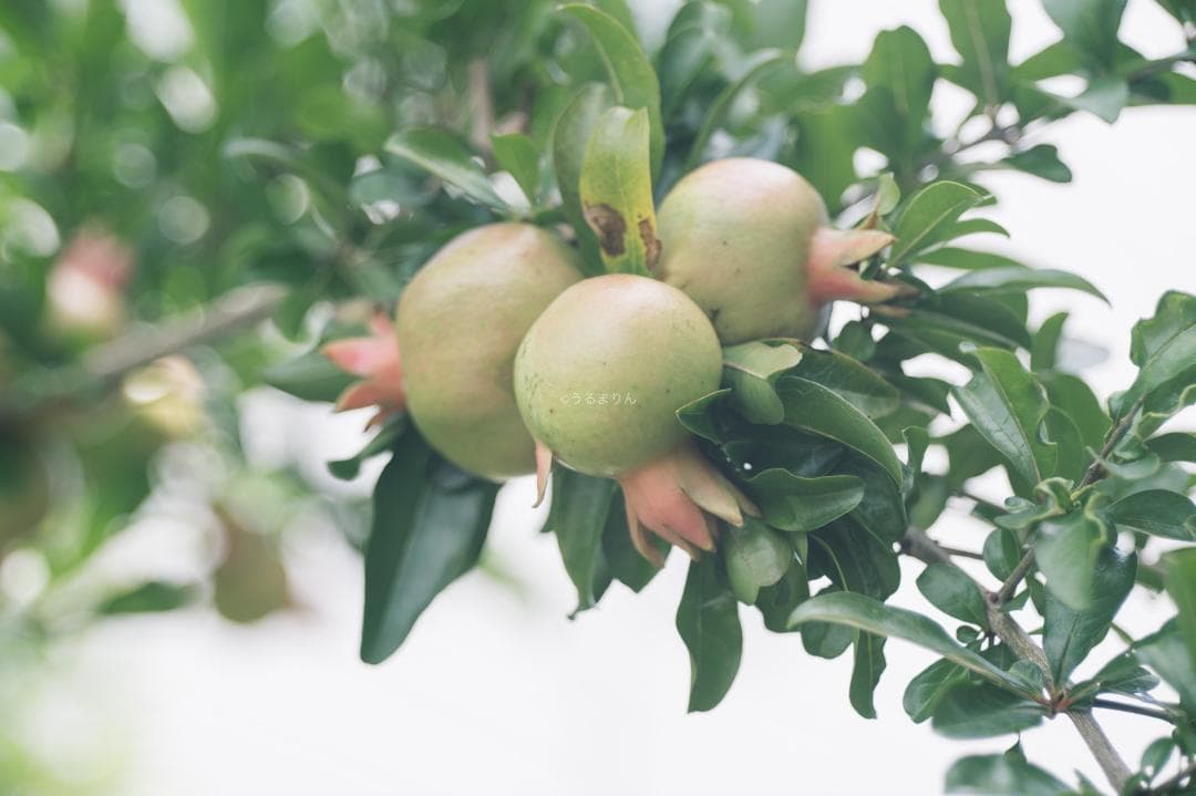 そこつや様貴重な黒モデル！Leica Elmar 90mm F4 Black