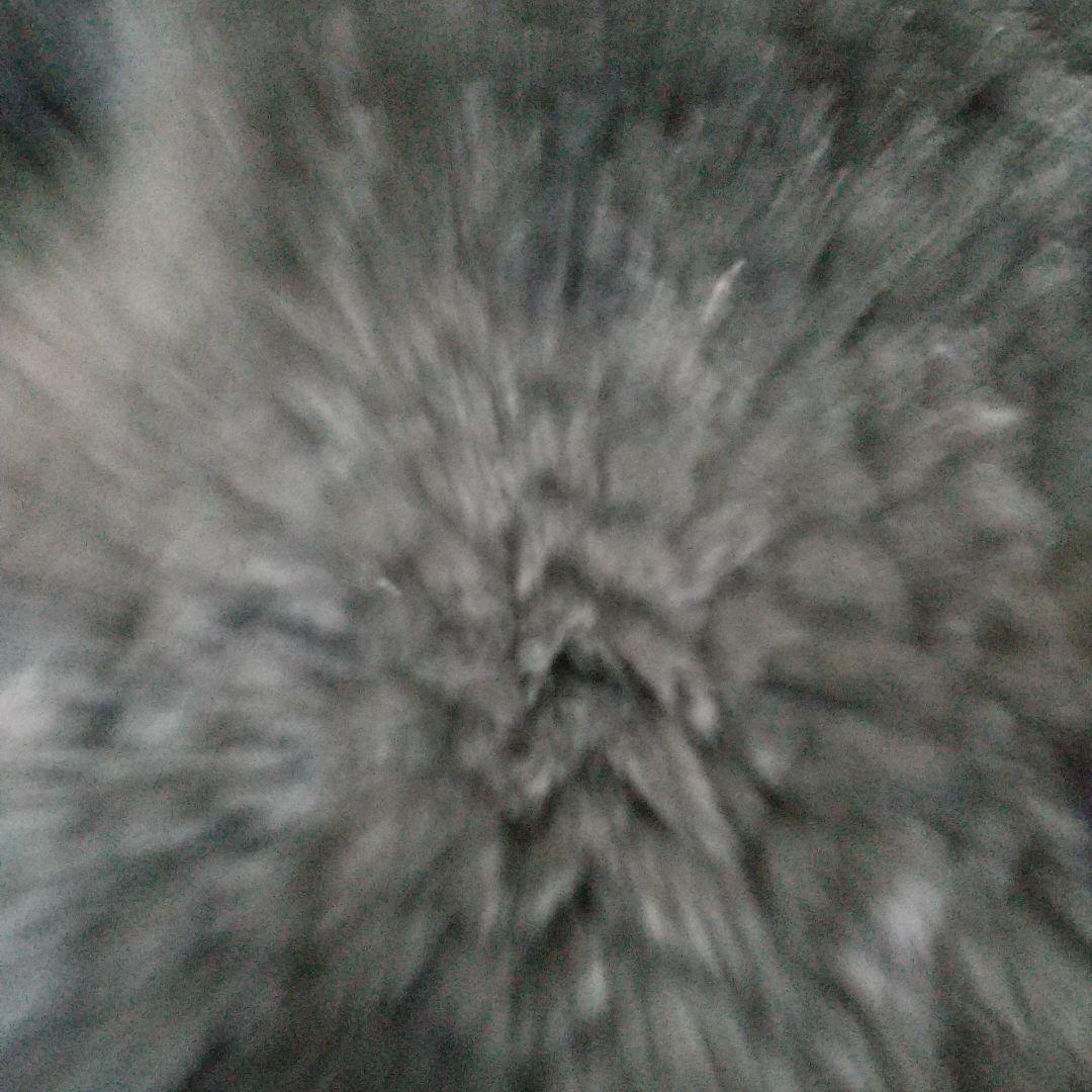 新品毛皮レッキスラビットのコートです。