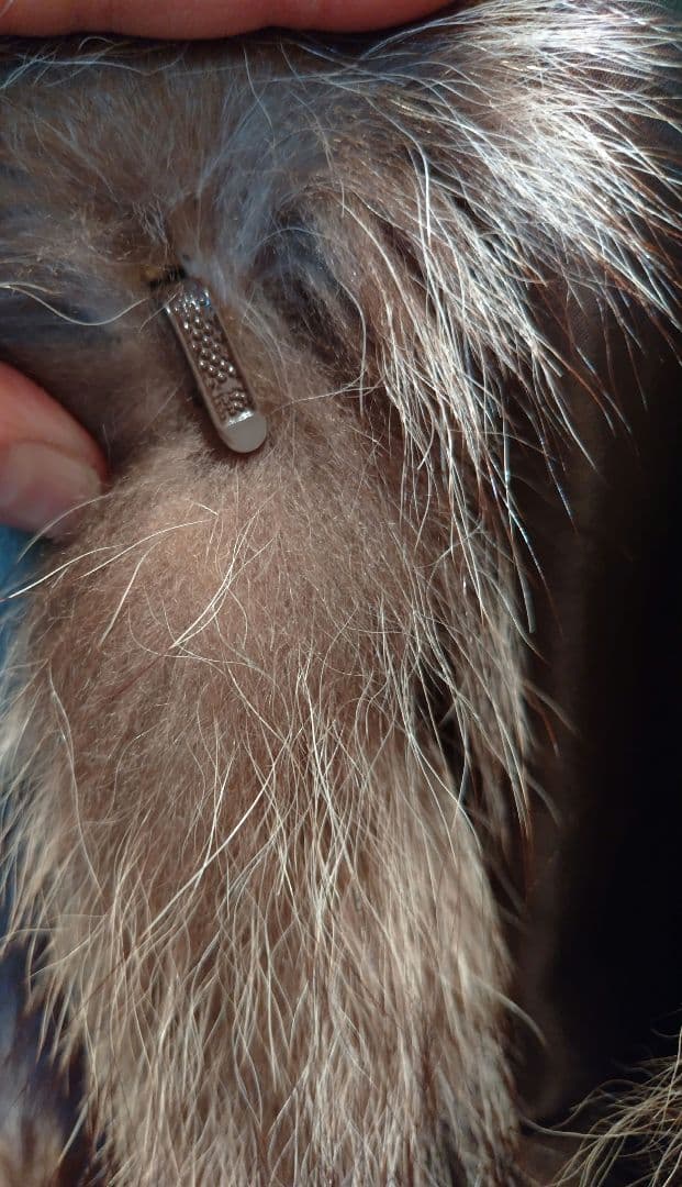 美品【Lake Fur】フォックス毛皮コート　11号