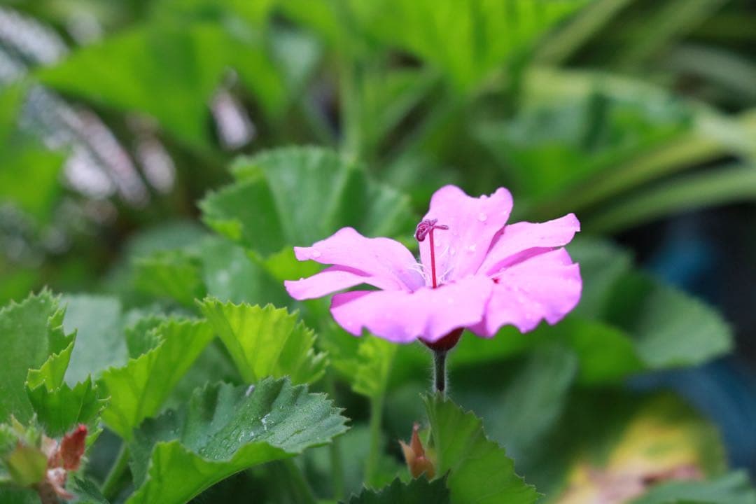 Canon デジタル一眼レフ レンズ3本セット