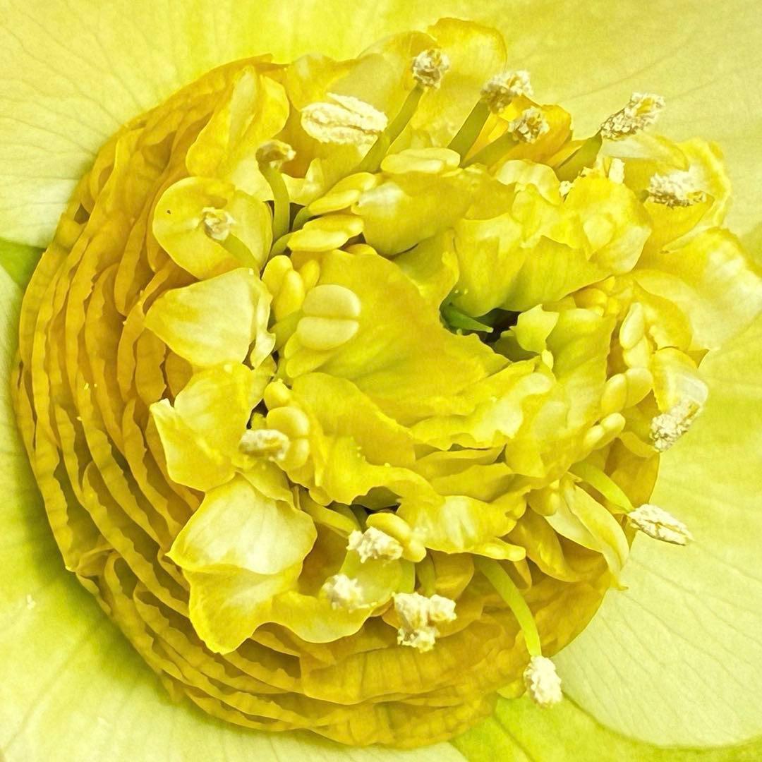 の*ん様 547☘️蕾花タグ付☘️超レア☘️極上☘️メビウス♾️[千重咲き]⭐️