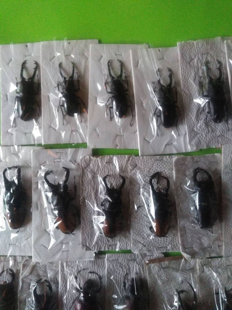 昆虫標本40匹セット　※A品B品