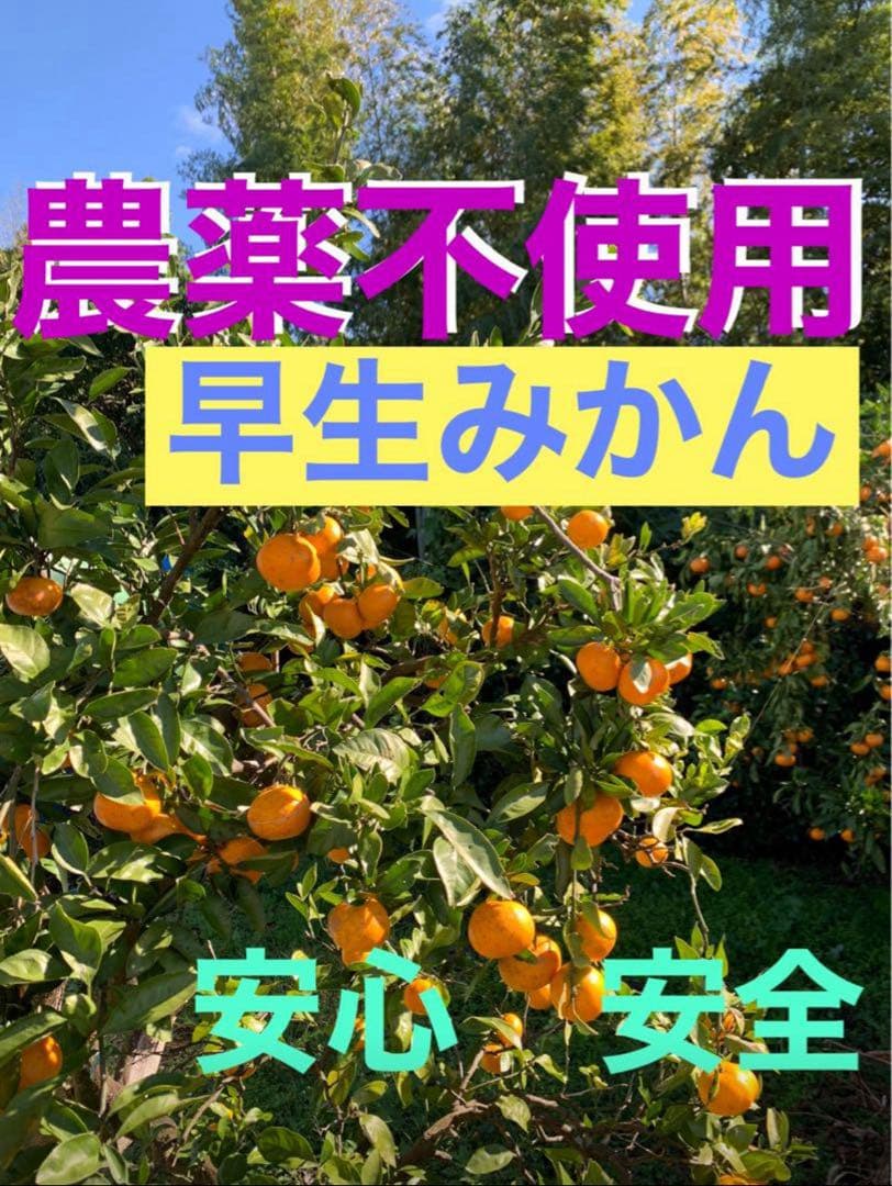 M66.専用品　農薬不使用 浜名湖みかん5種類ミックス30kg 安心　安全
