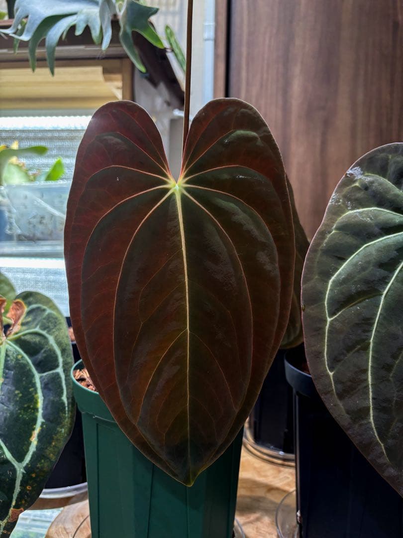 その他観葉植物 Anthurium papillilaminum