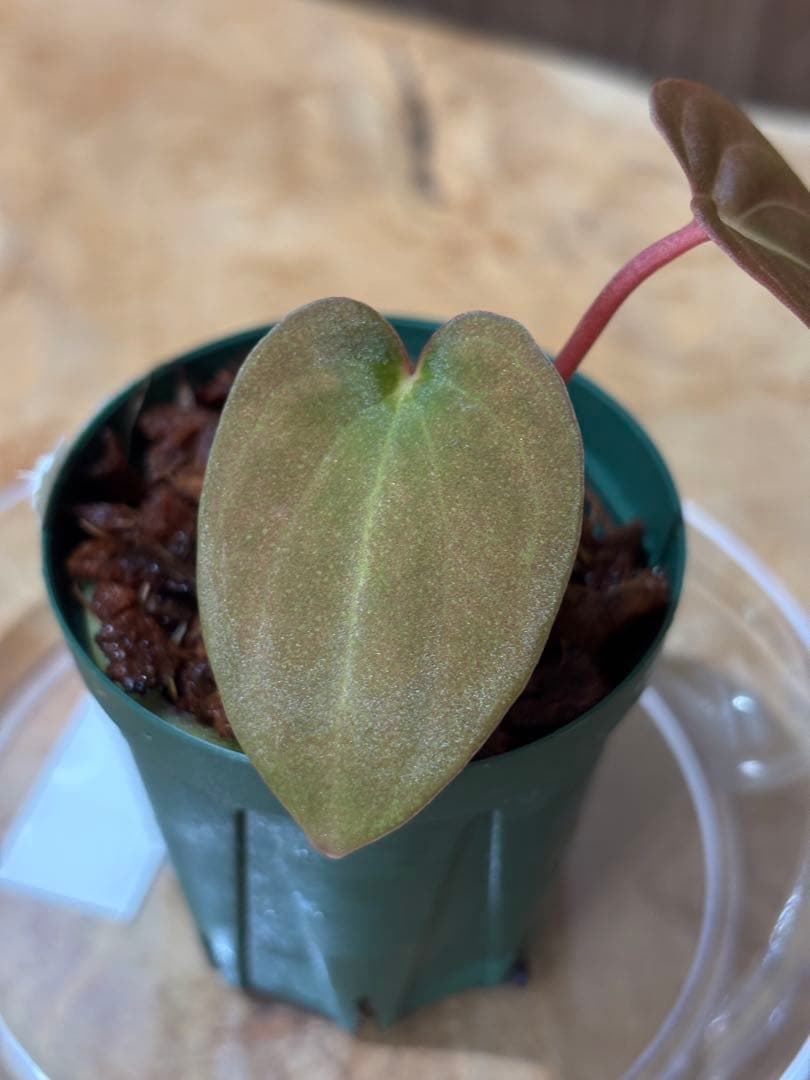 その他観葉植物 Anthurium papillilaminum