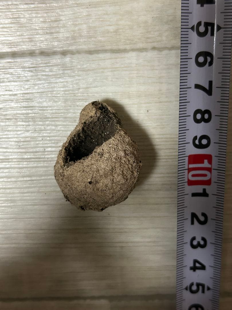 標本 タマオシコガネの玉　フンコロガシ　ダイコクコガネ