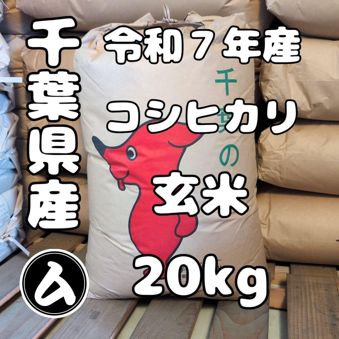 令和7年度 新米 千葉県産 コシヒカリ 玄米 20キロ ※ご希望の方は無料精米
