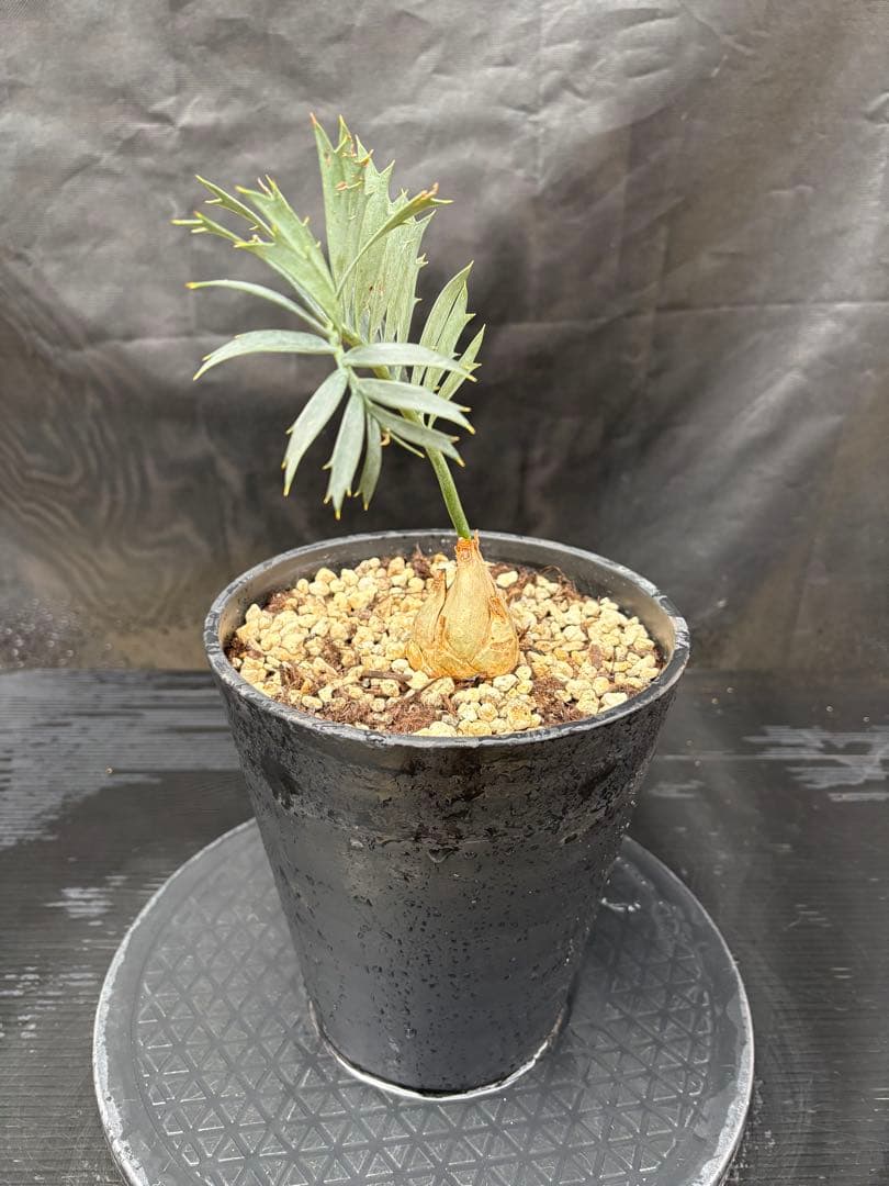 初売りセール　エンセファラルトス ホリダス ドワーフ　4㎝可愛いサイズ