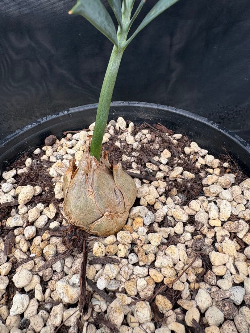 初売りセール　エンセファラルトス ホリダス ドワーフ　4㎝可愛いサイズ