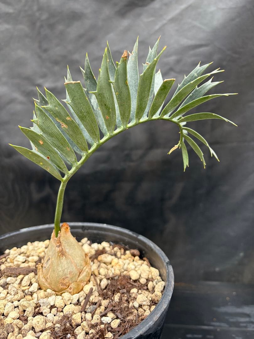 初売りセール　エンセファラルトス ホリダス ドワーフ　4㎝可愛いサイズ