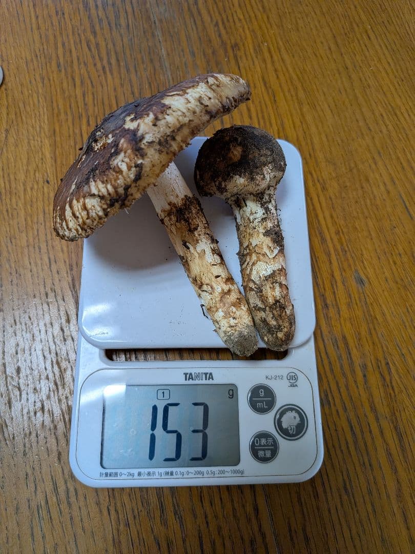 【10/17採取】 松茸 長野県産 南信州産